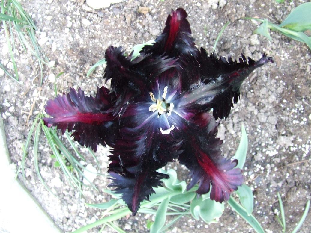 DSCF1274.JPG