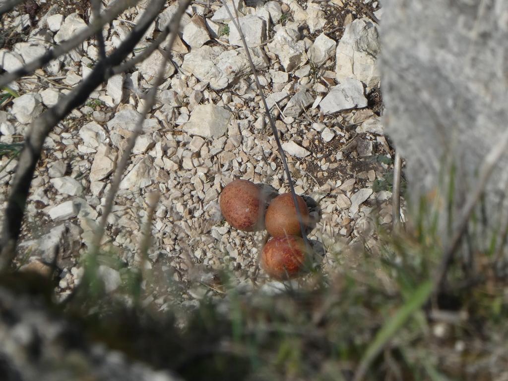 4012-0015.JPG