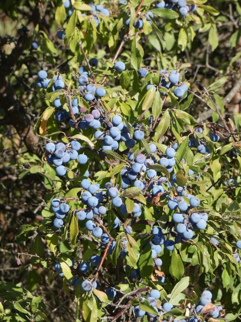 4051-0080.JPG