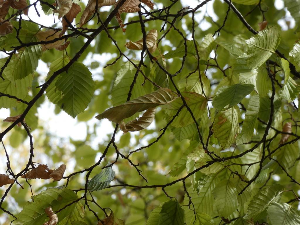 4053-0050.JPG